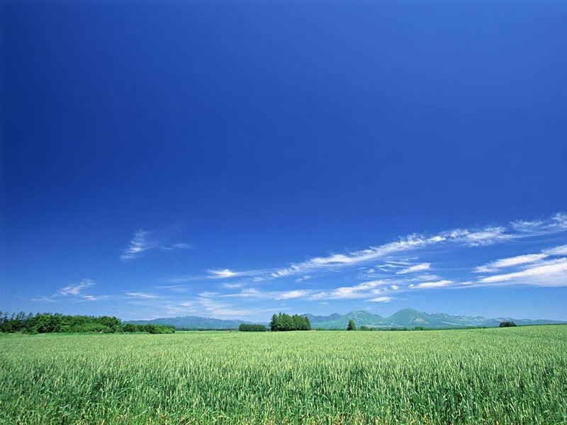 Green field under blue sky