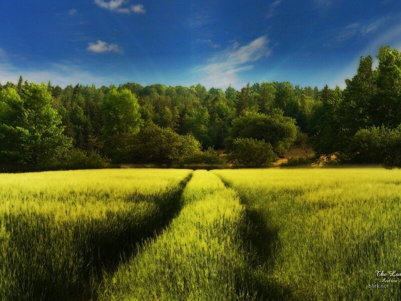 Green field under blue sky