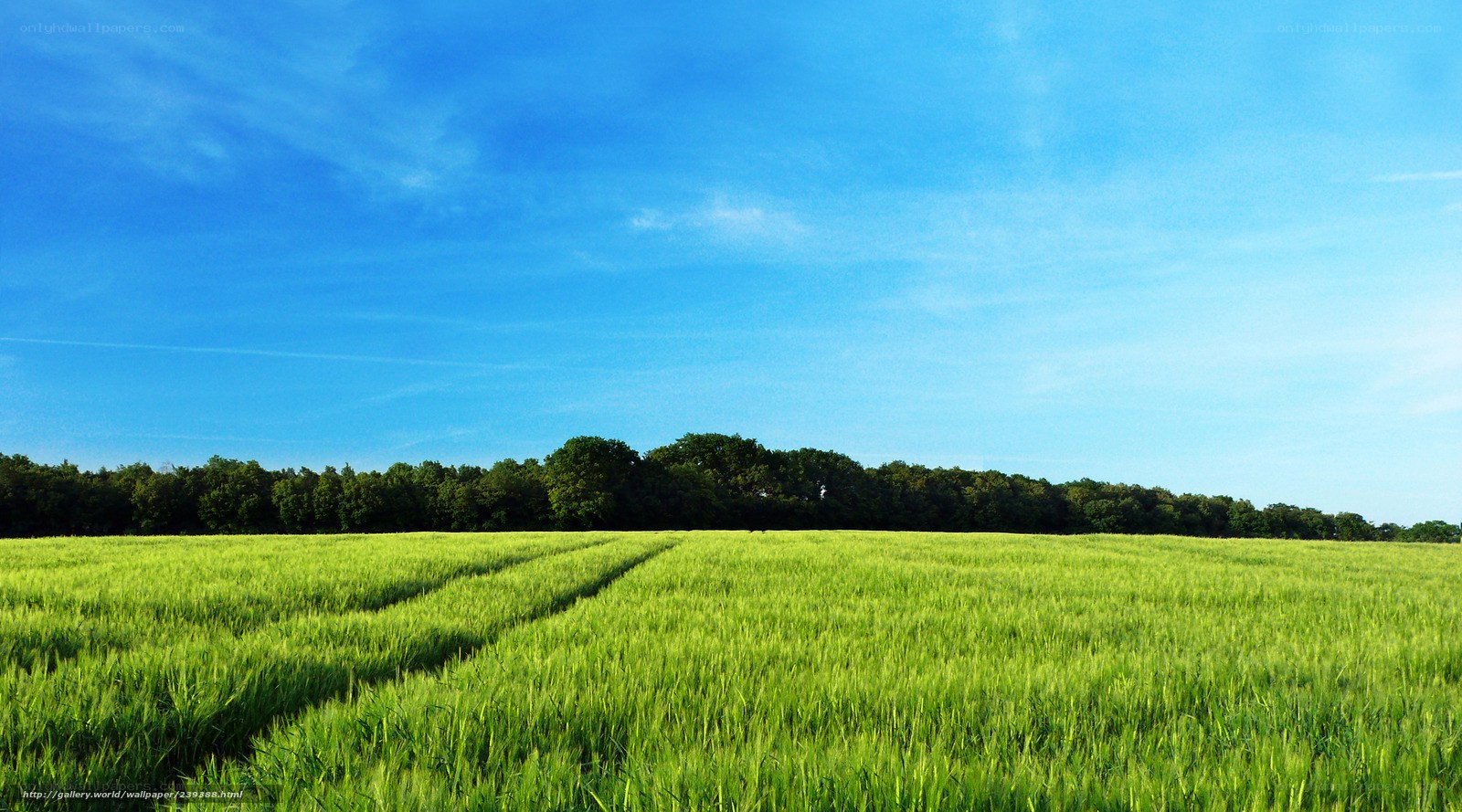 Green field under blue sky