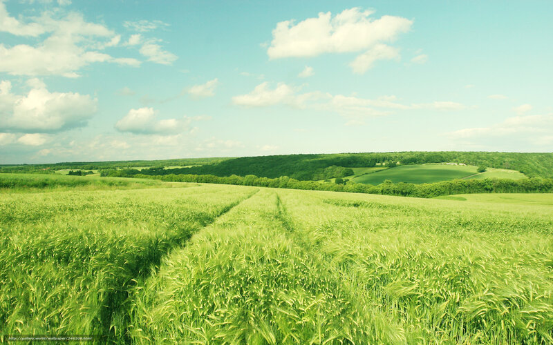 Green field under blue sky