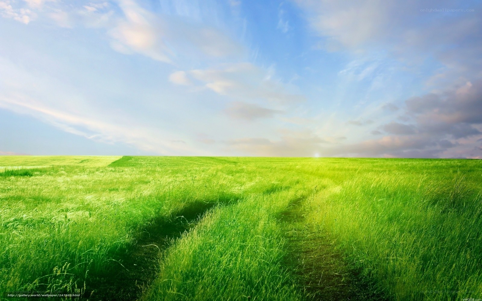 Green field under blue sky