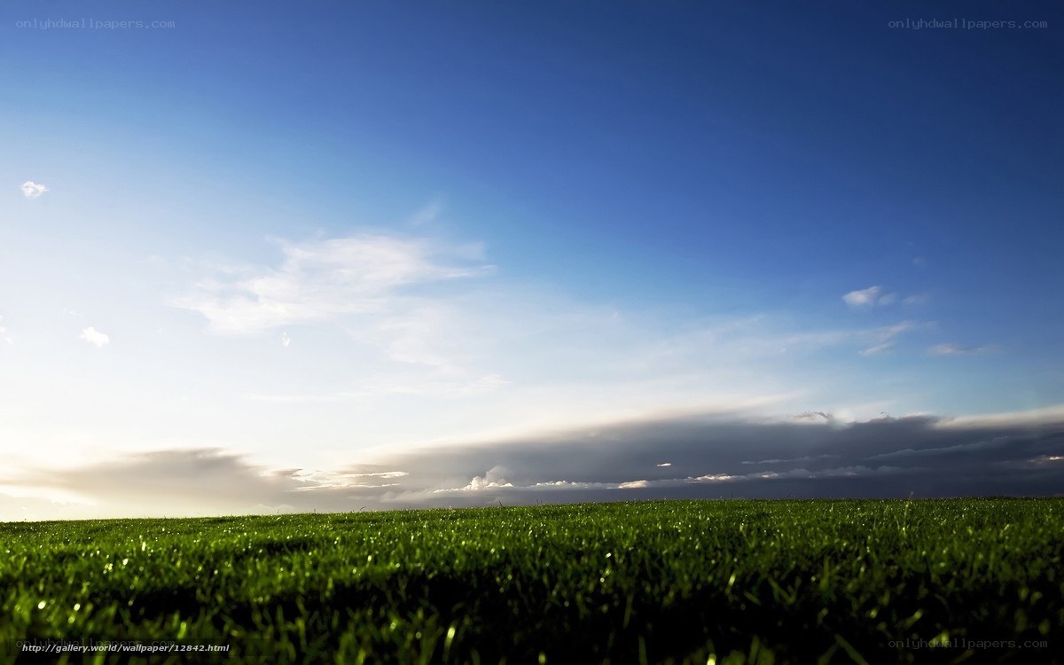 Green field under blue sky