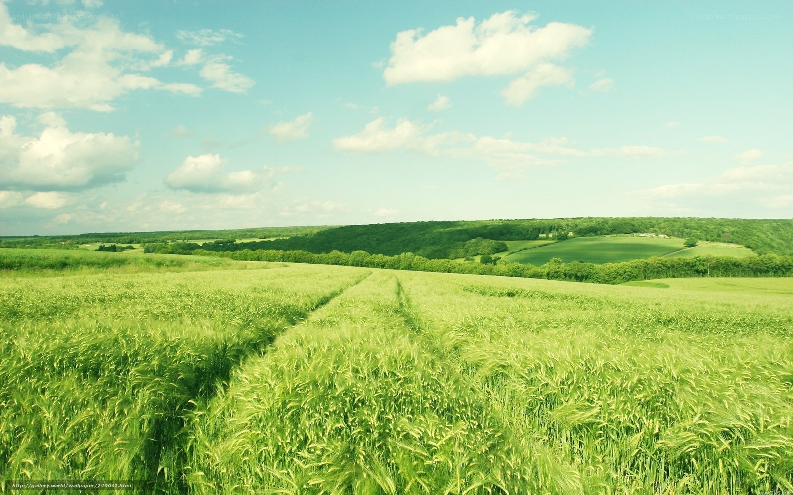 Green field under blue sky