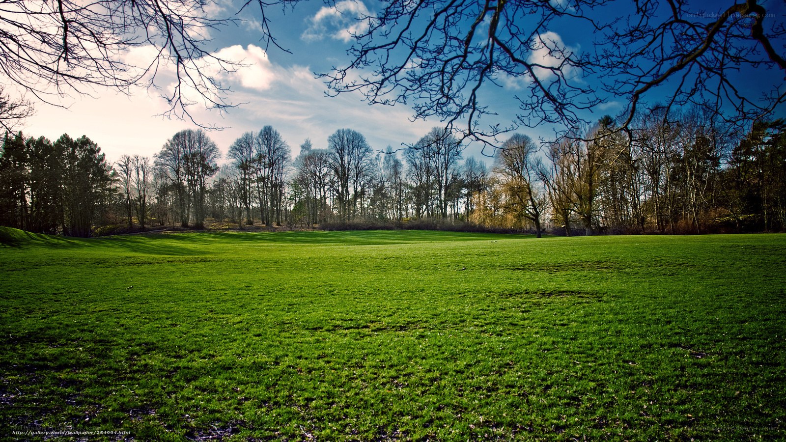 Green field under blue sky