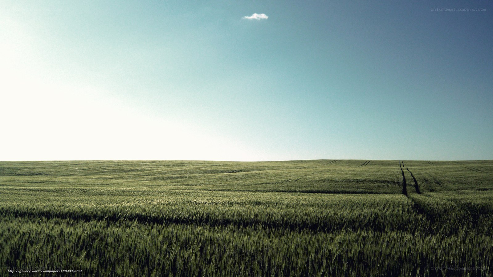 Green field under blue sky