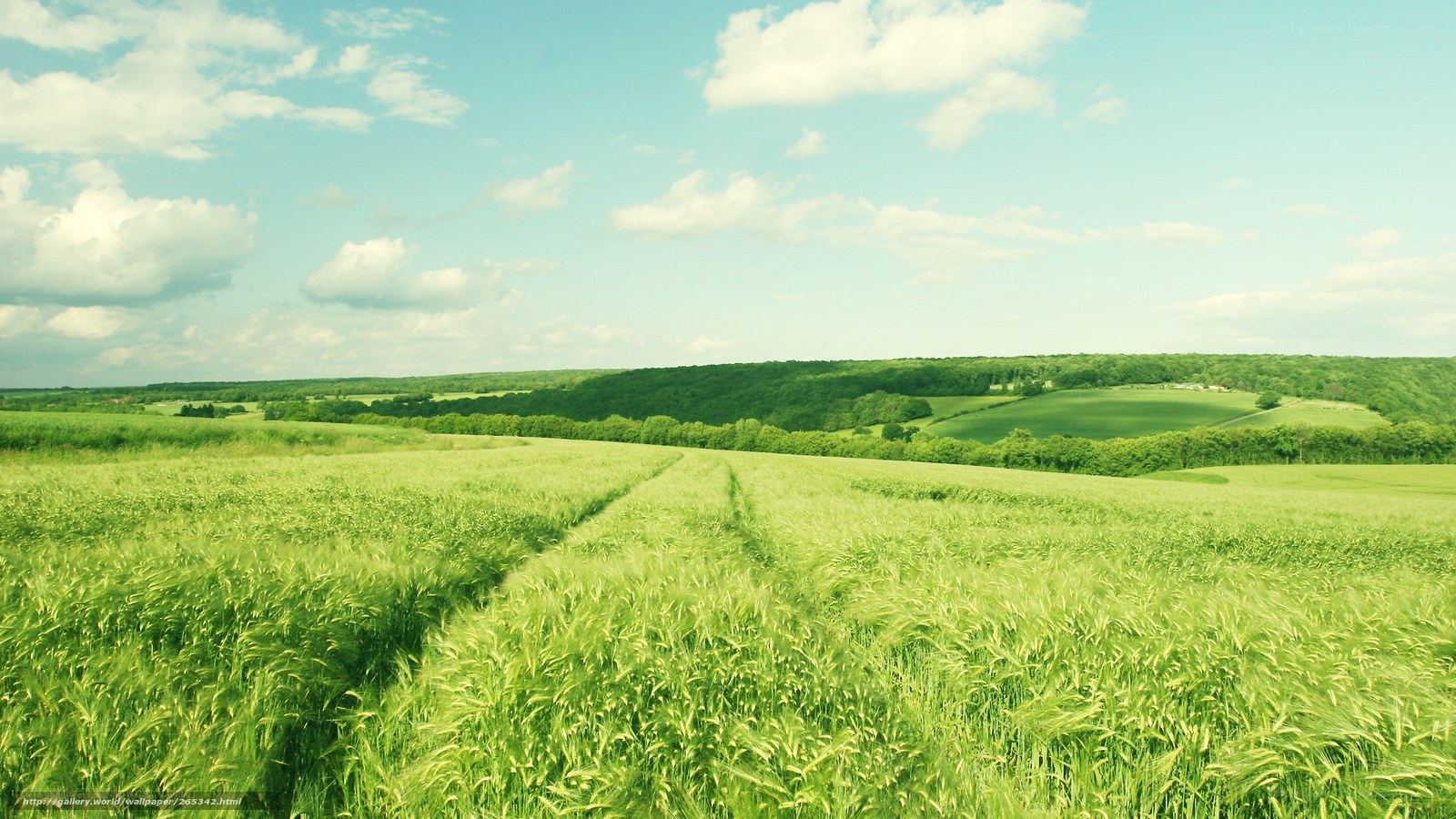 Green field under blue sky