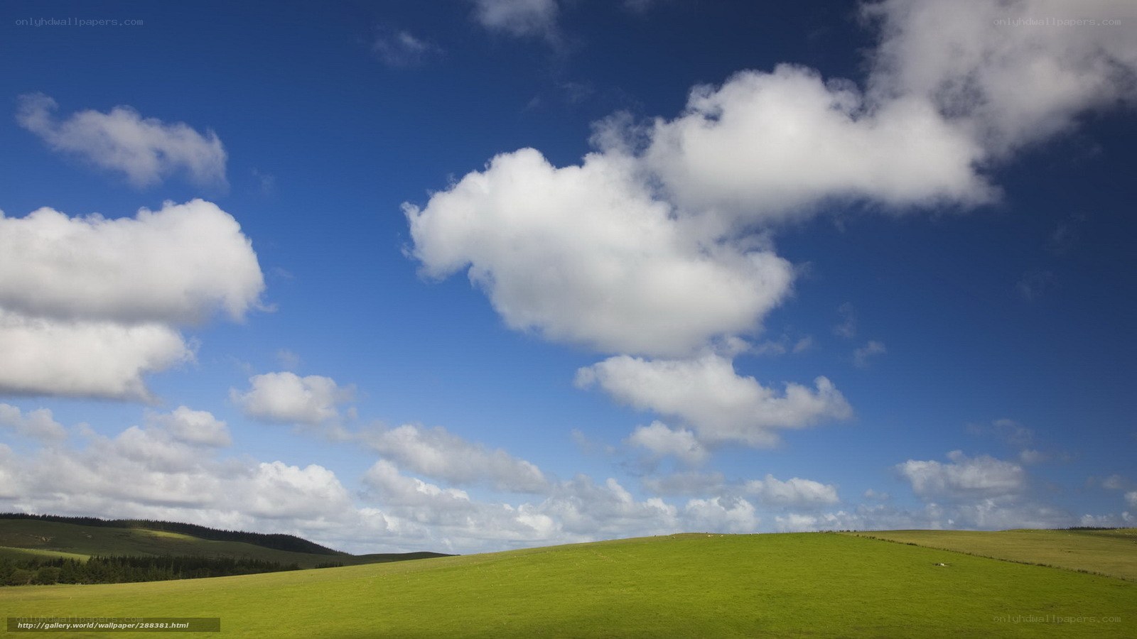 Green field under blue sky