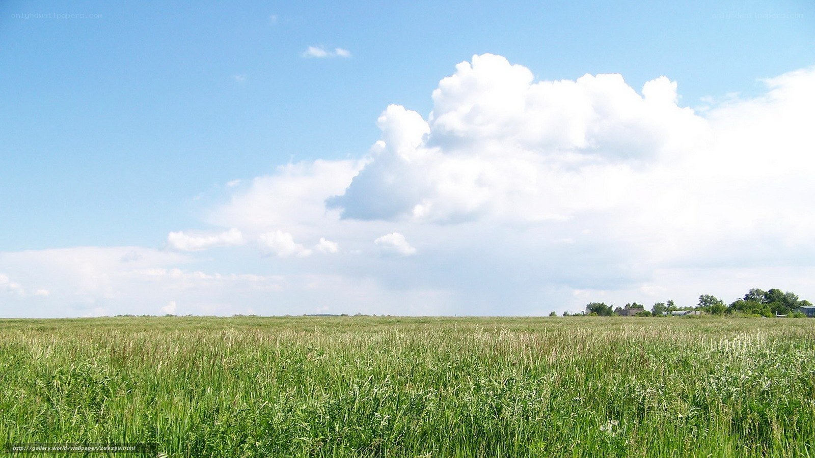 Green field under blue sky