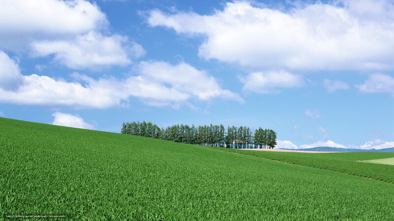 Green field under blue sky