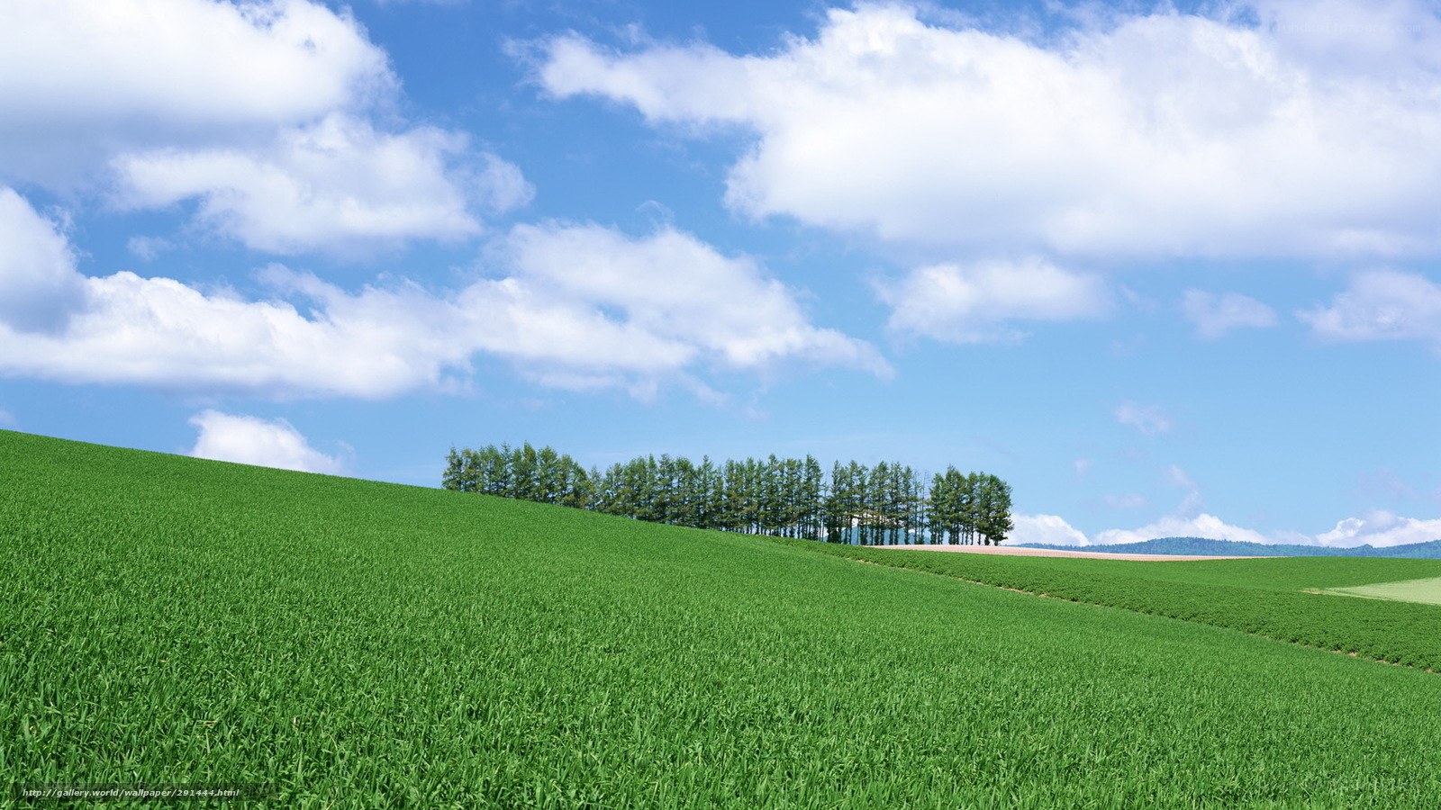Green field under blue sky