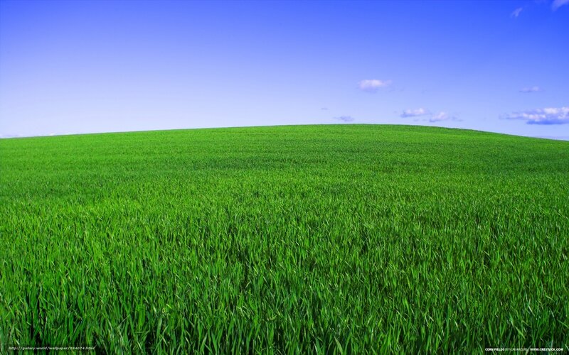 Green field under blue sky