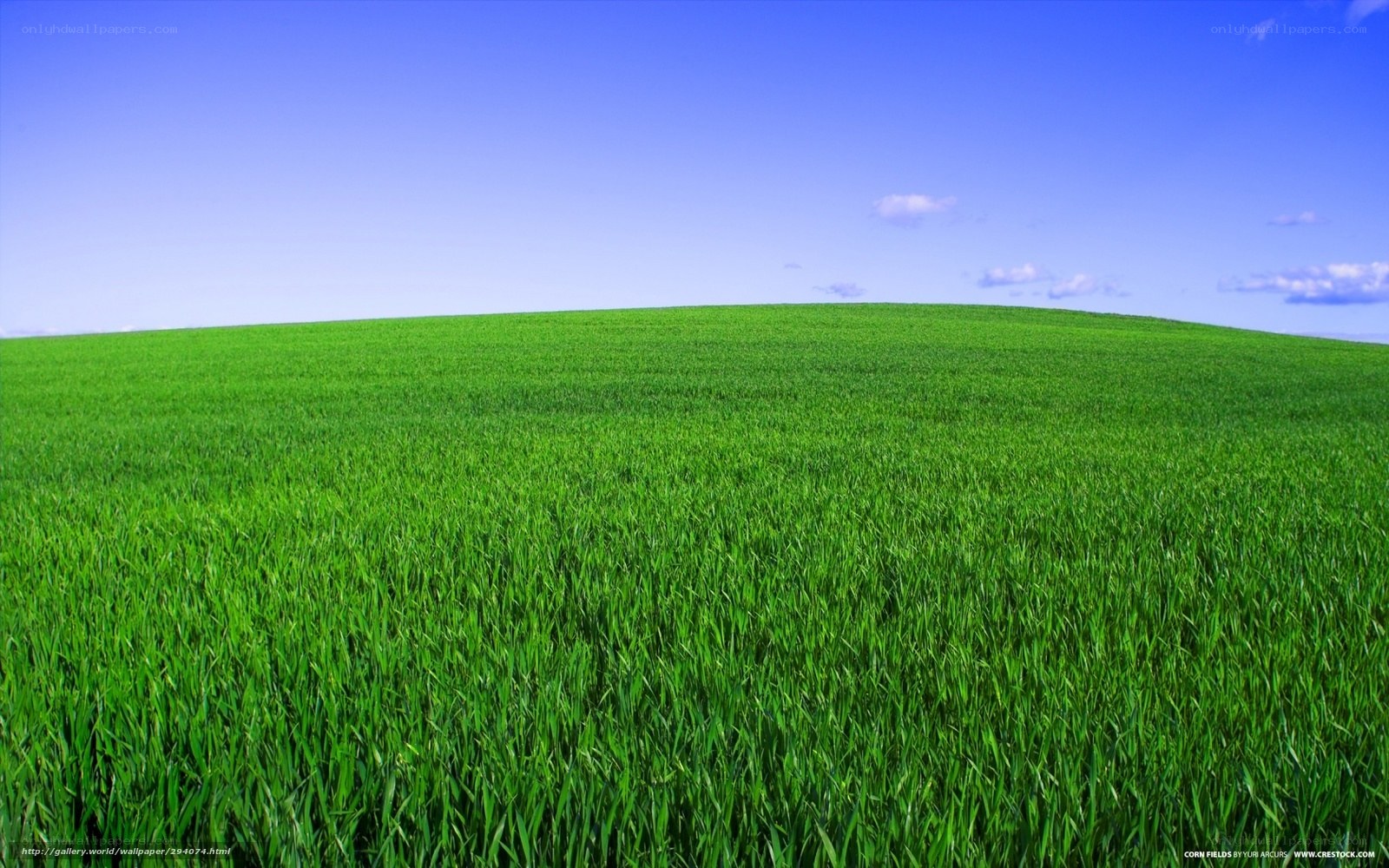 Green field under blue sky