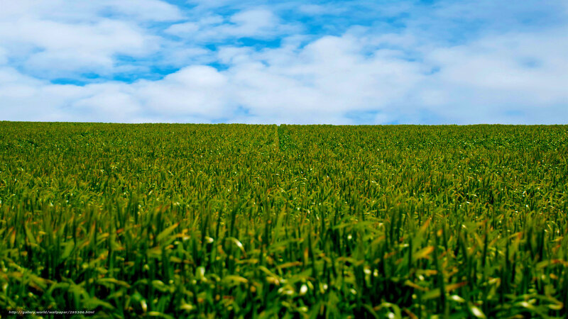 Green field under blue sky