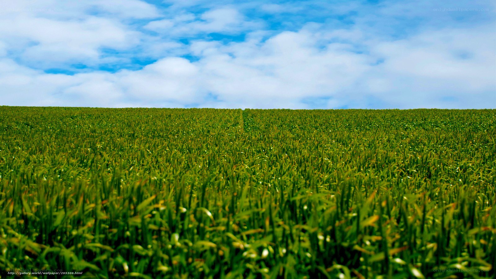 Green field under blue sky