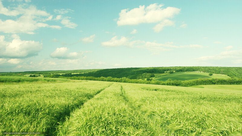 Green field under blue sky