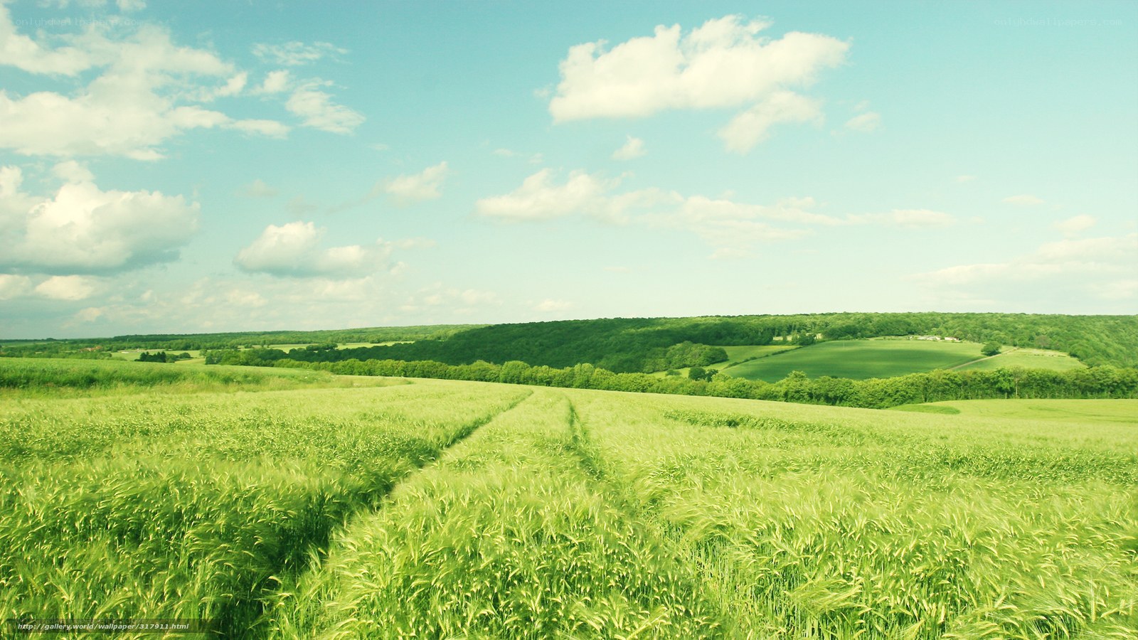 Green field under blue sky