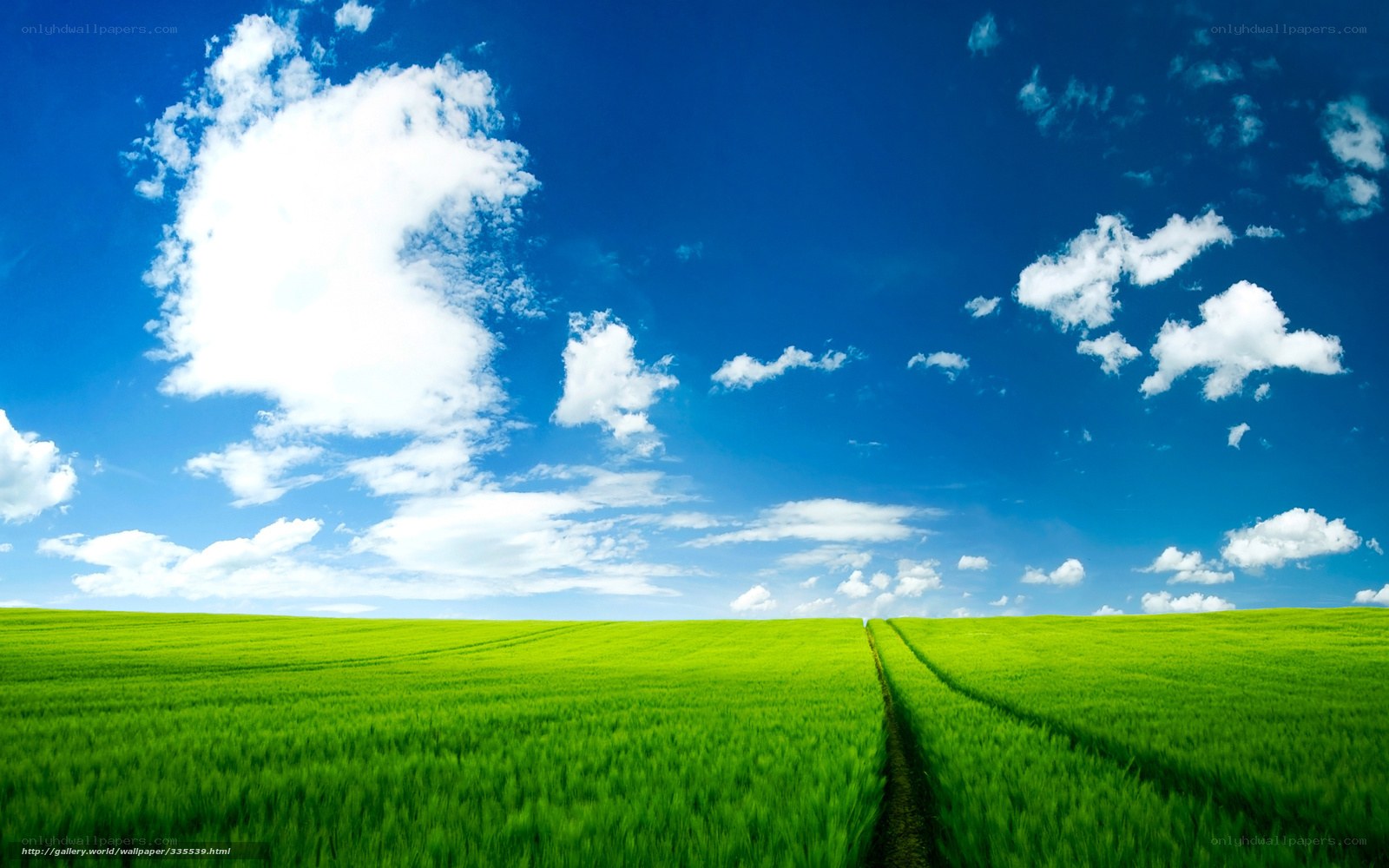 Green field under blue sky