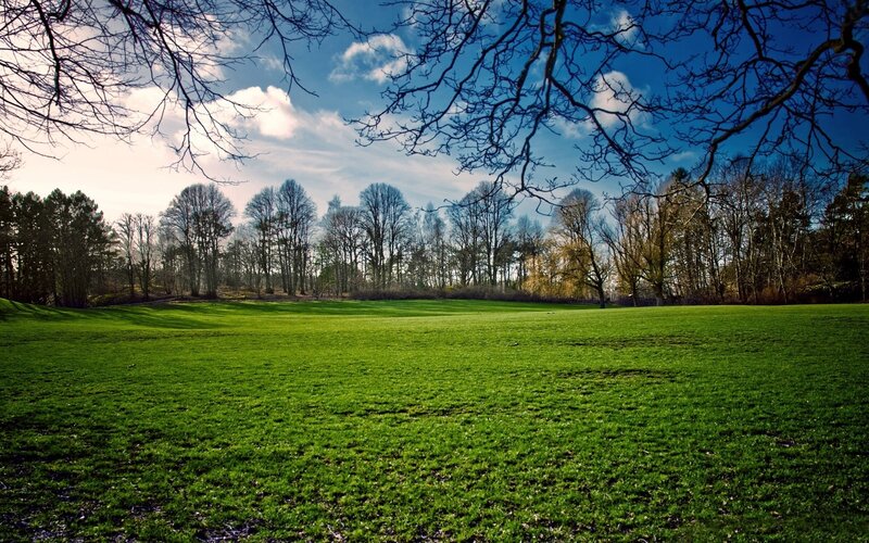Green field under blue sky