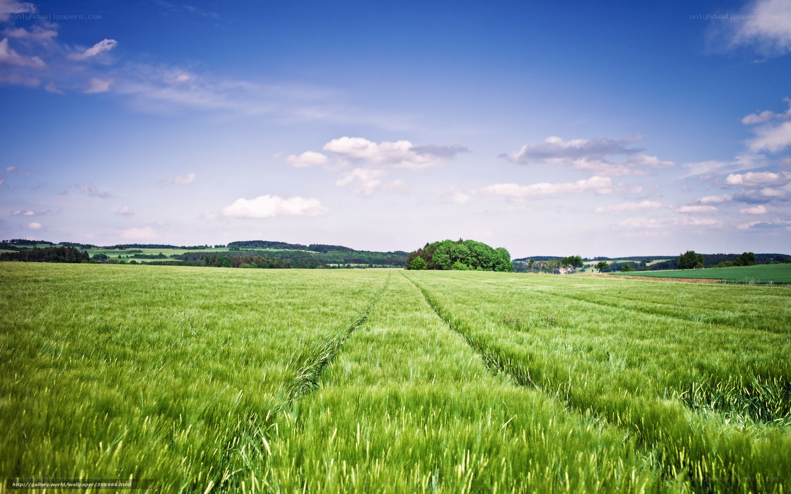 Green field under blue sky