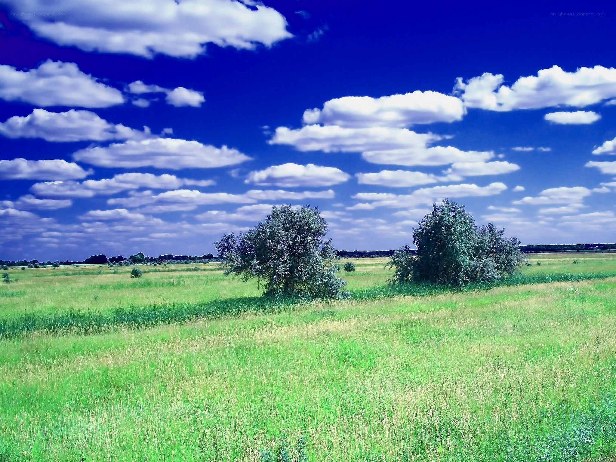 Green field under blue sky
