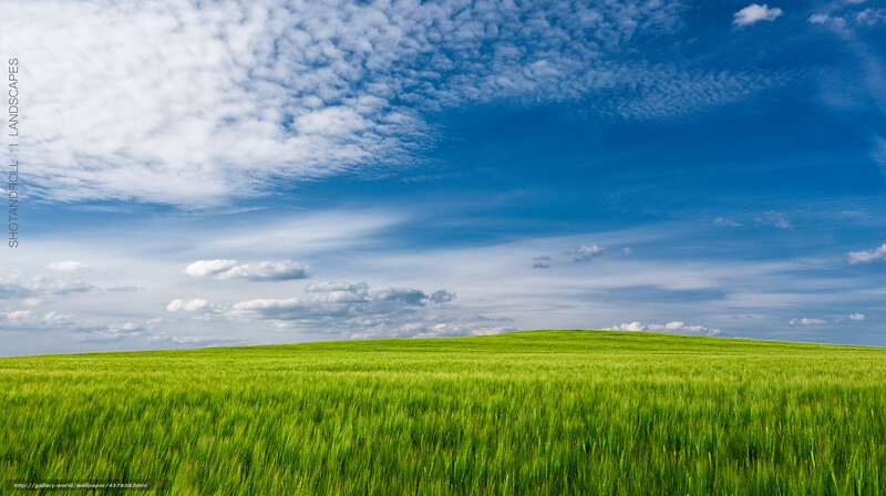 Green field under blue sky