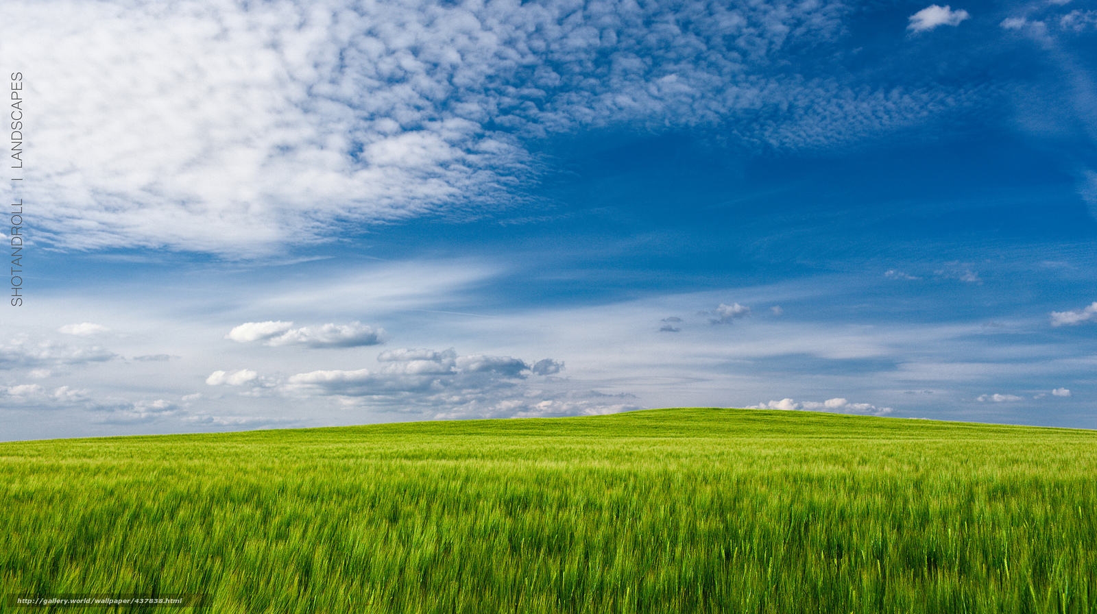 Green field under blue sky