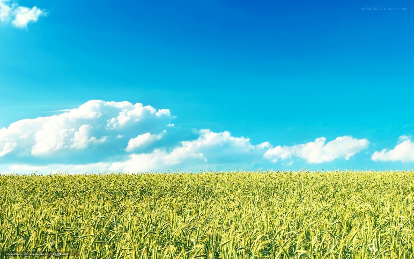 Green field under blue sky