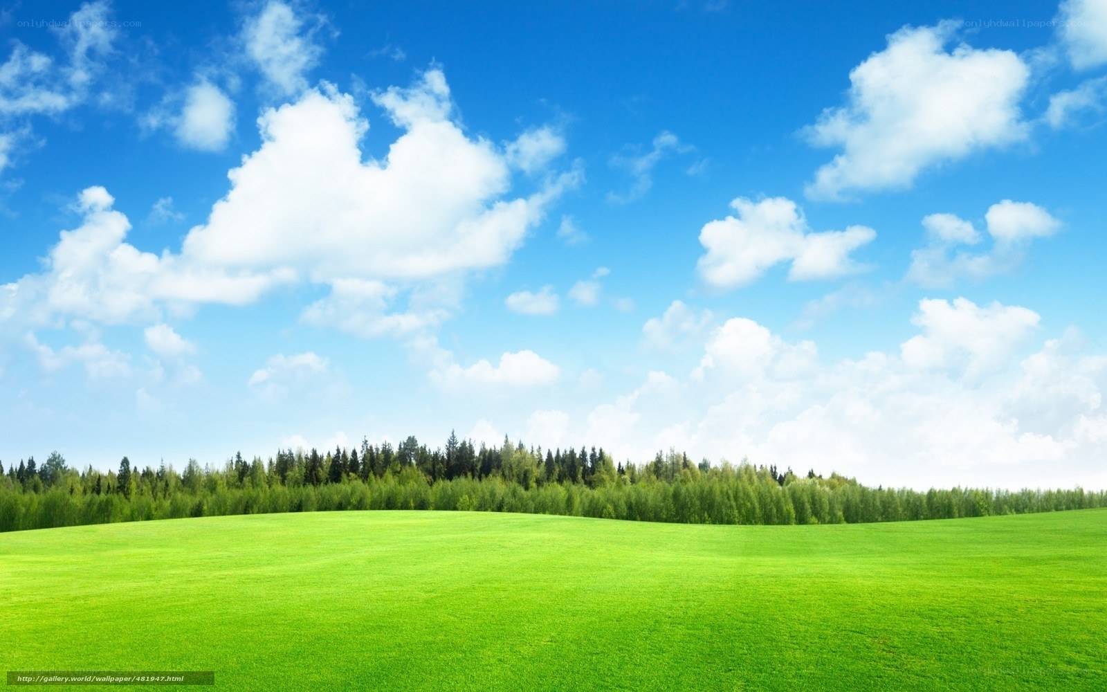Green field under blue sky