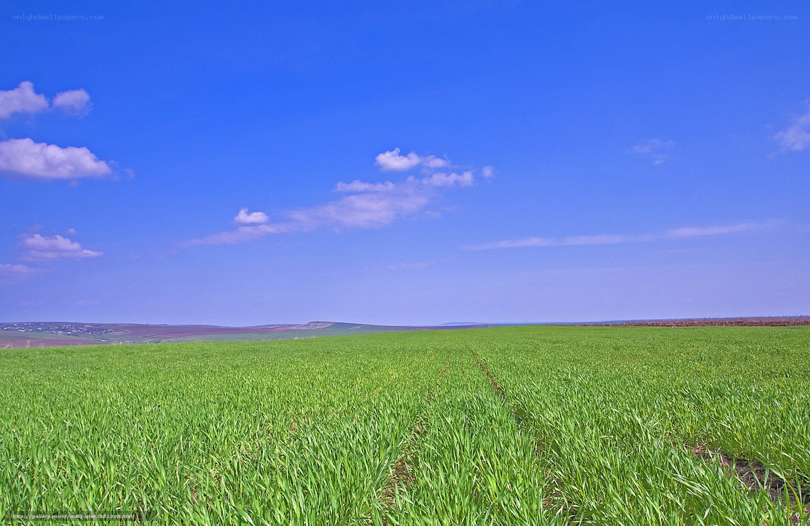 Green field under blue sky