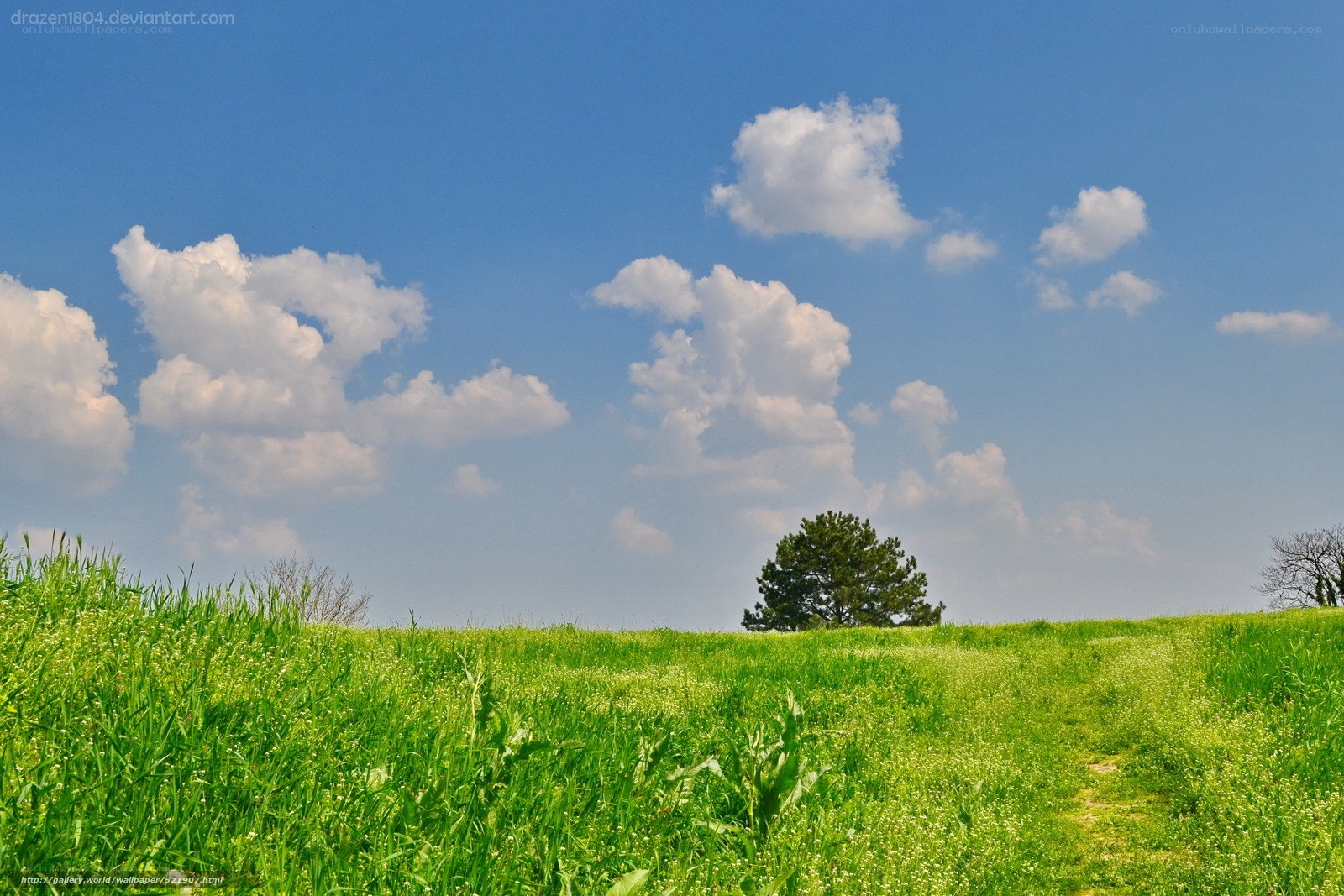 Green field under blue sky