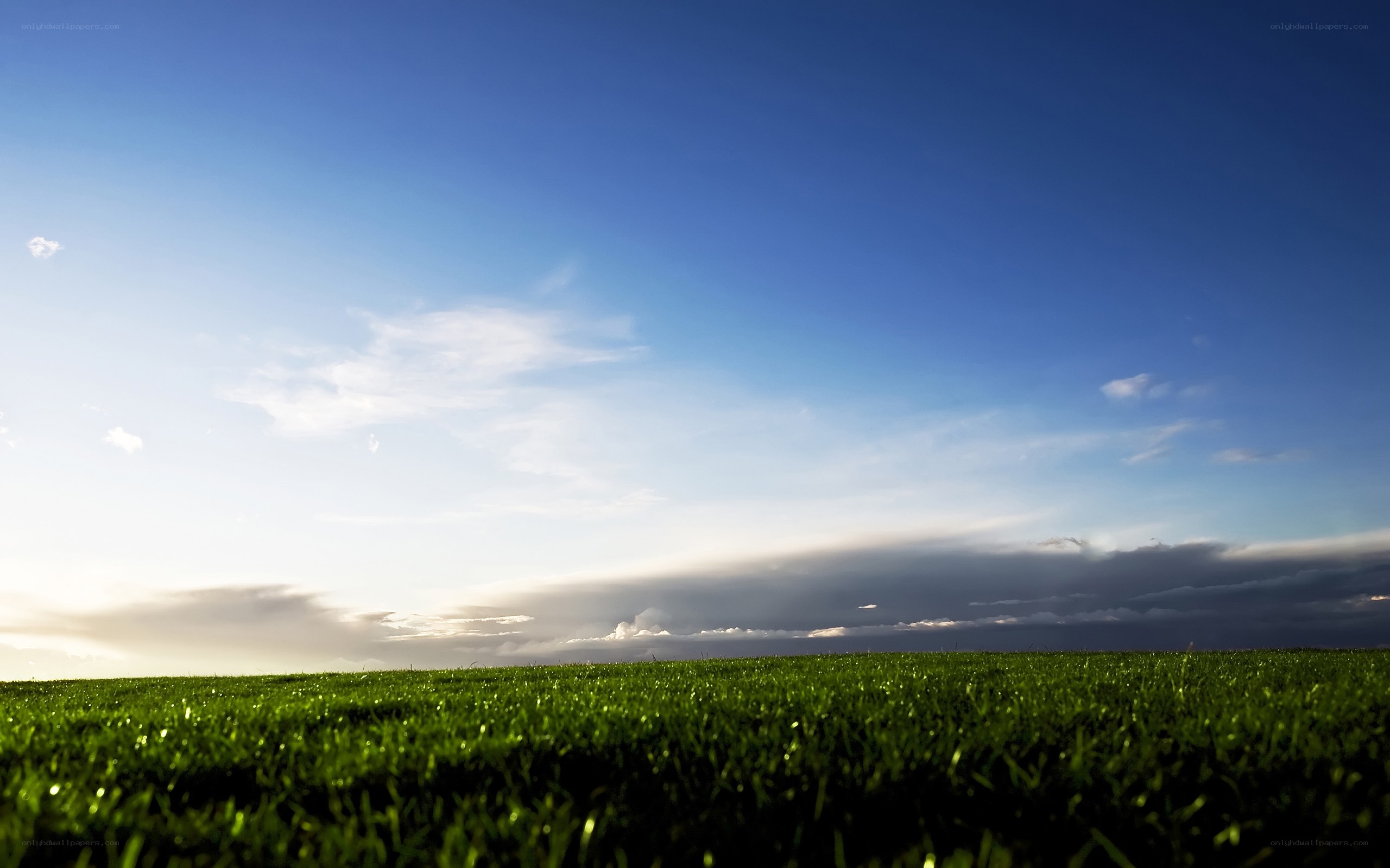 Green field under blue sky