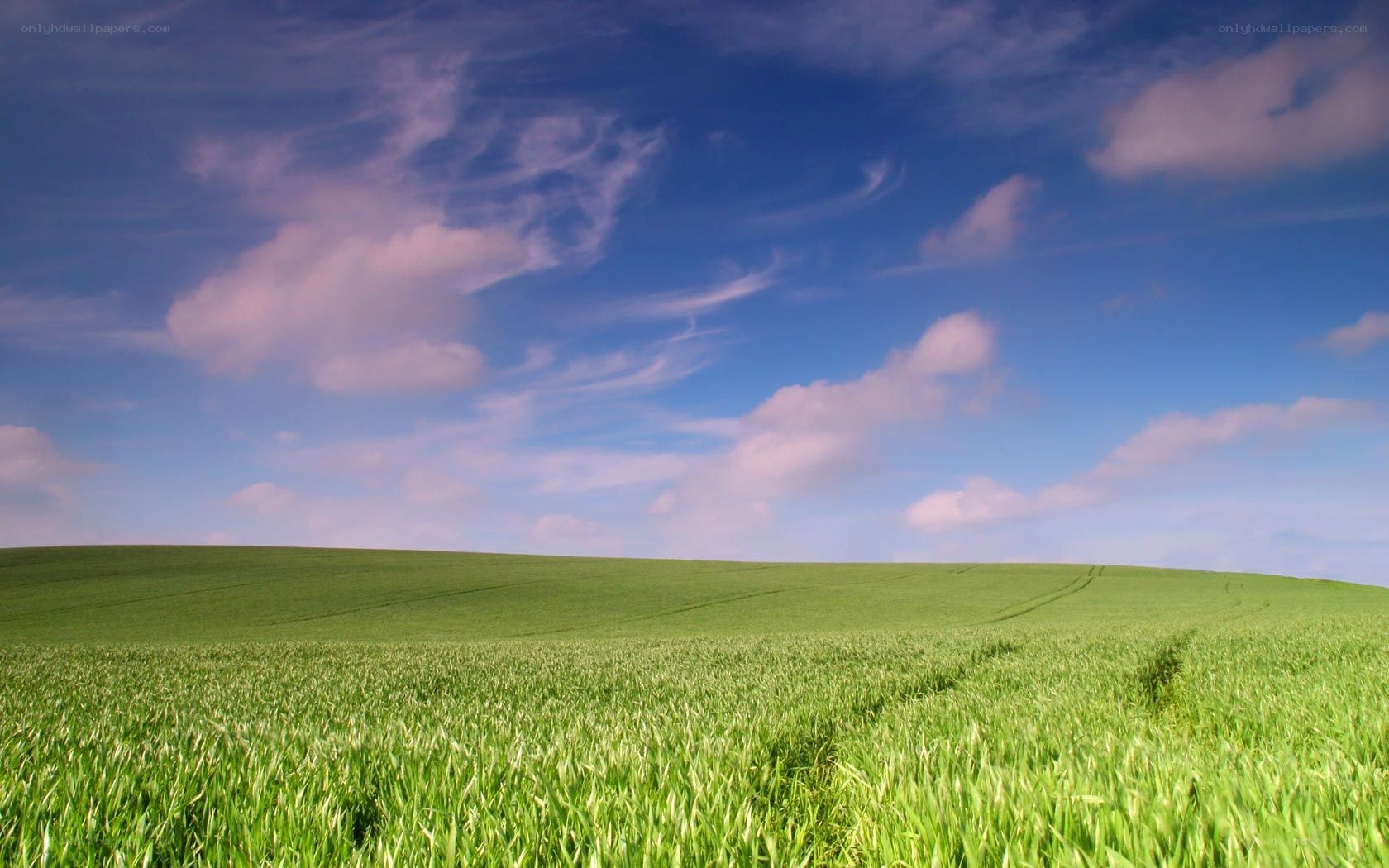 Green field under blue sky