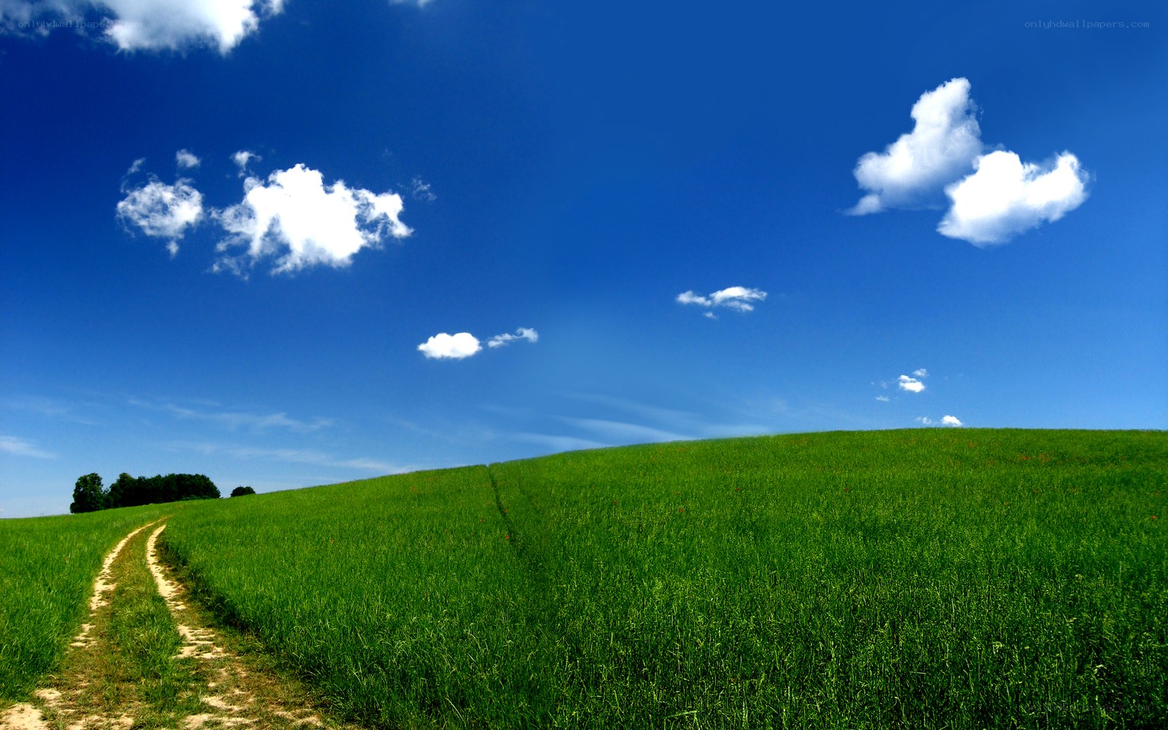 Green field under blue sky