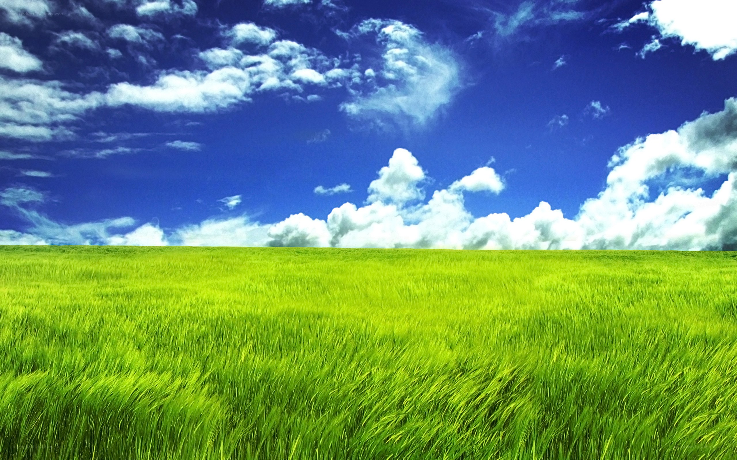 Green field under blue sky