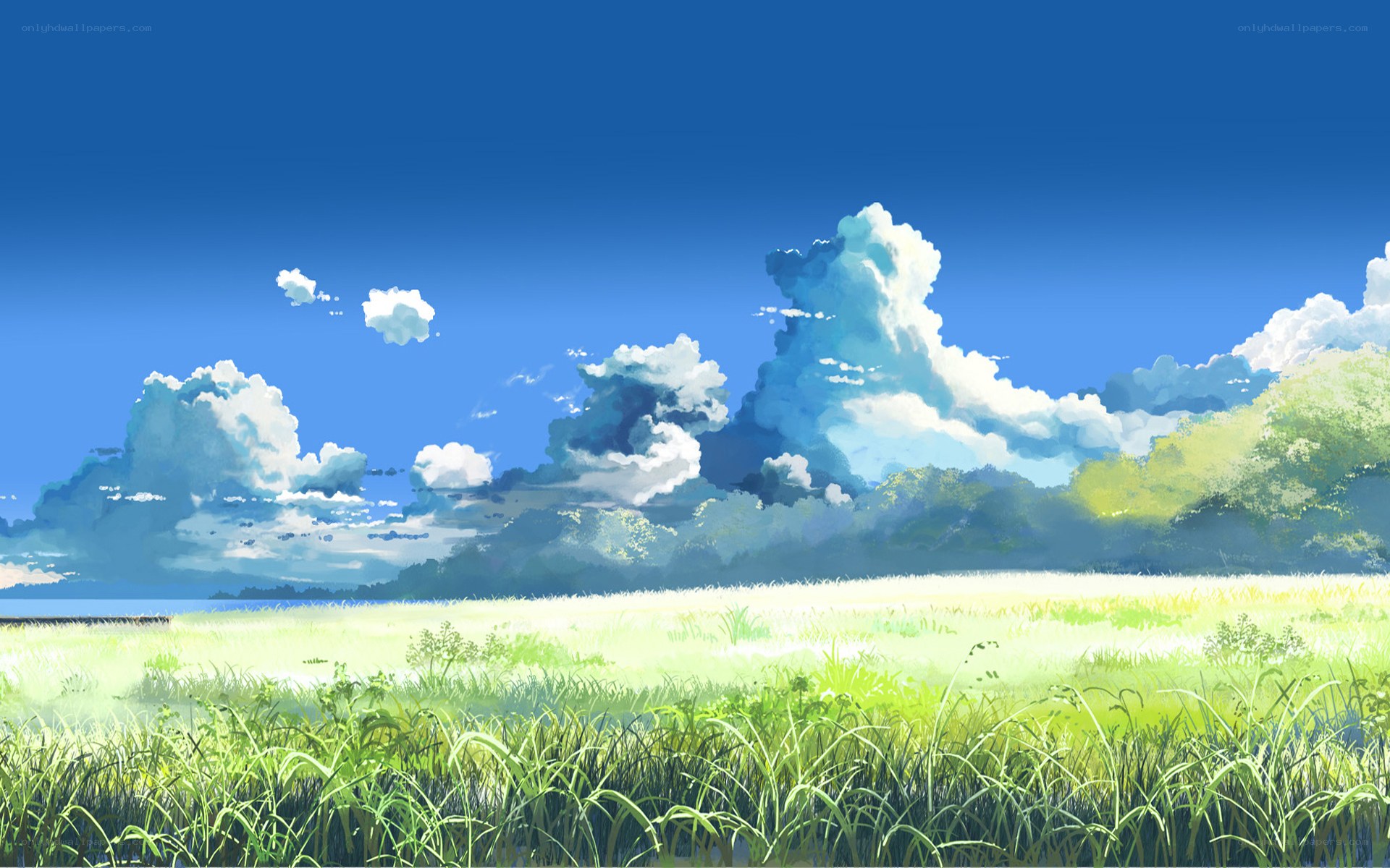 Green field under blue sky