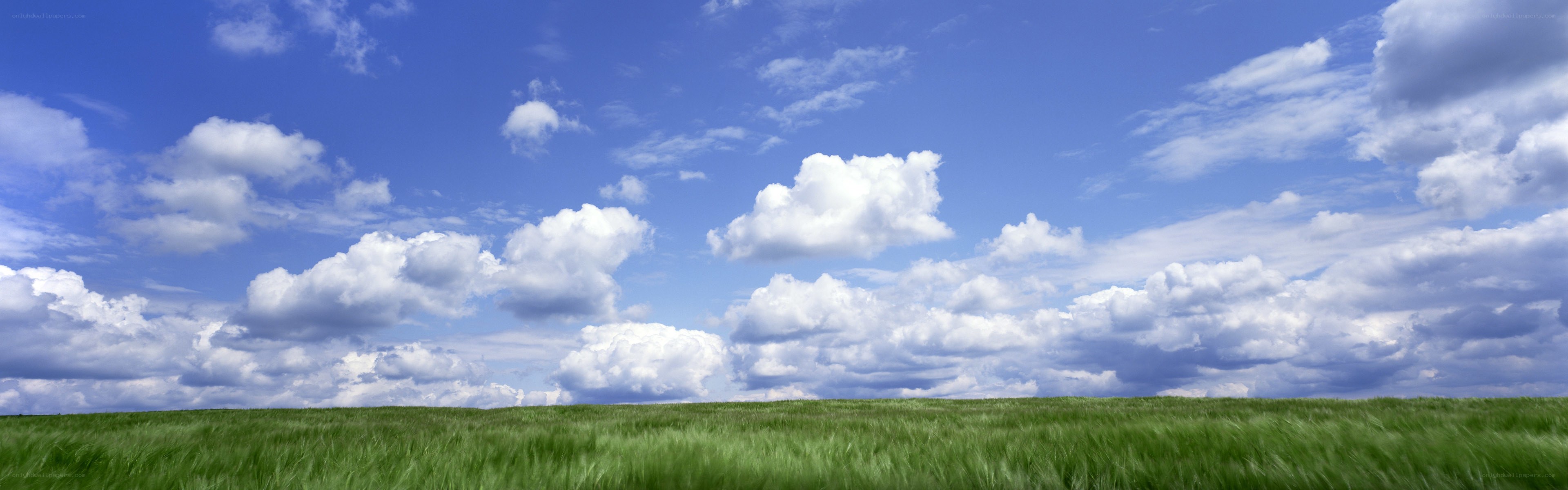 Green field under blue sky
