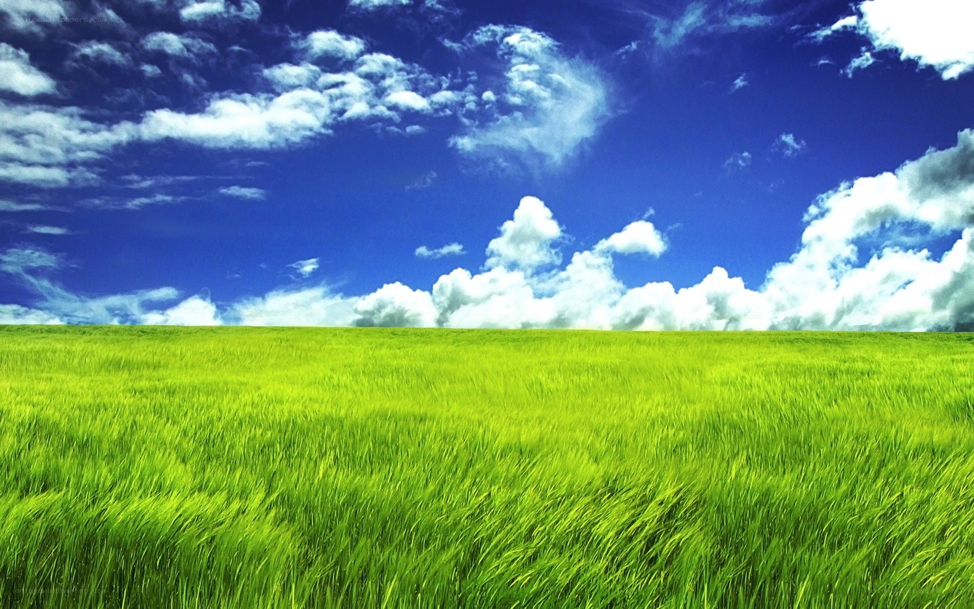 Green field under blue sky