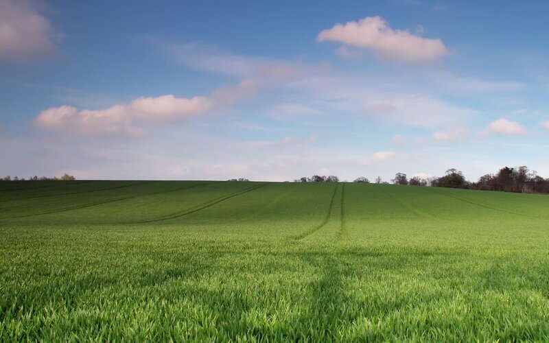 Green field under blue sky