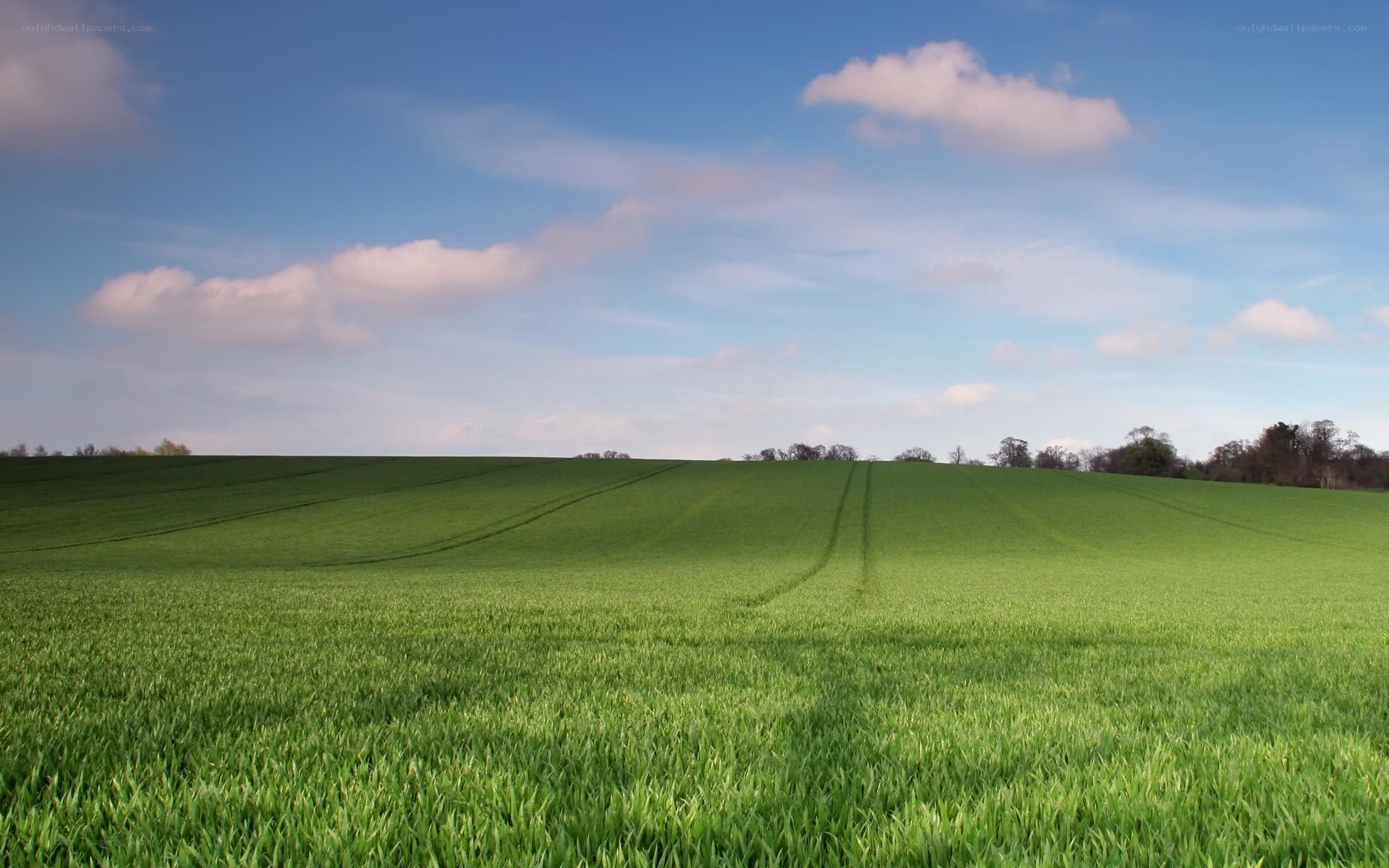 Green field under blue sky