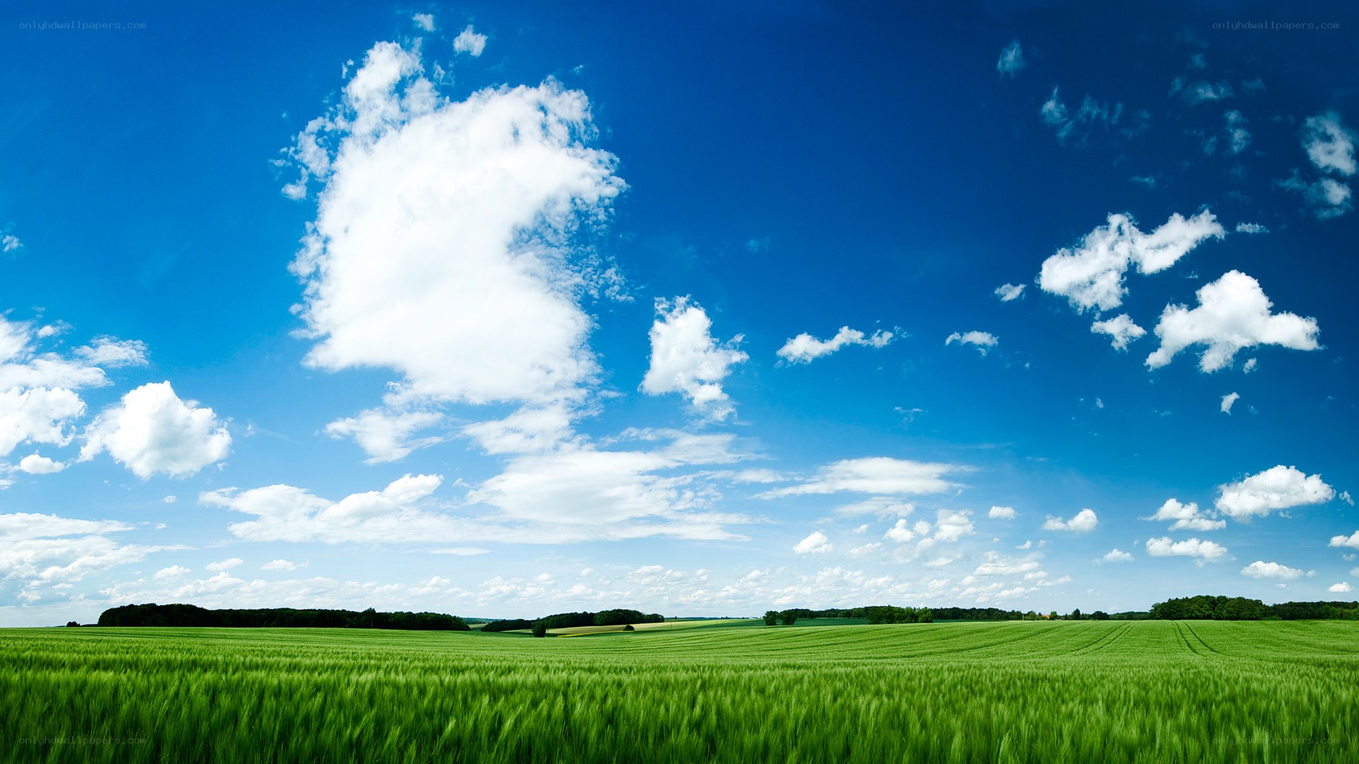 Green field under blue sky