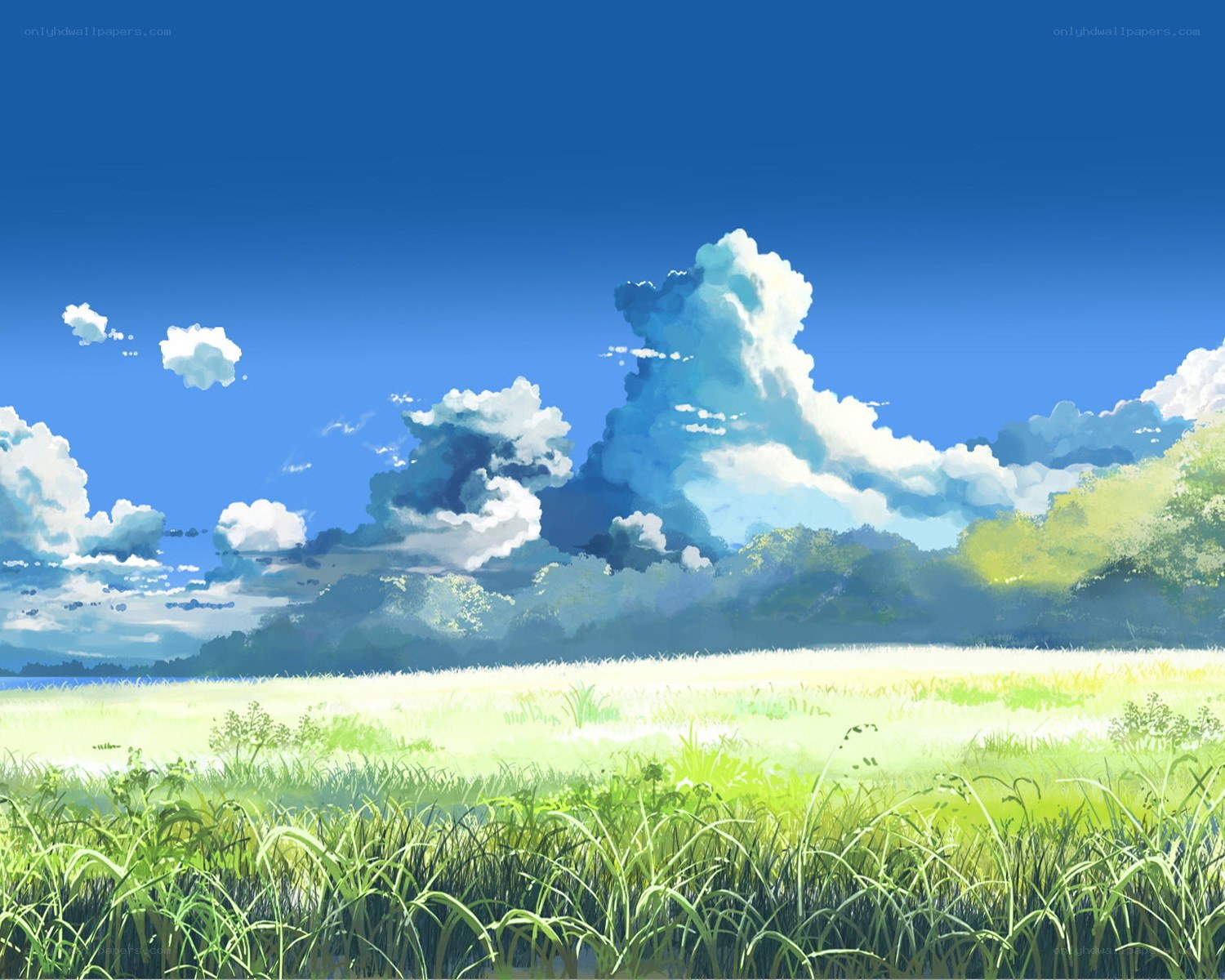 Green field under blue sky