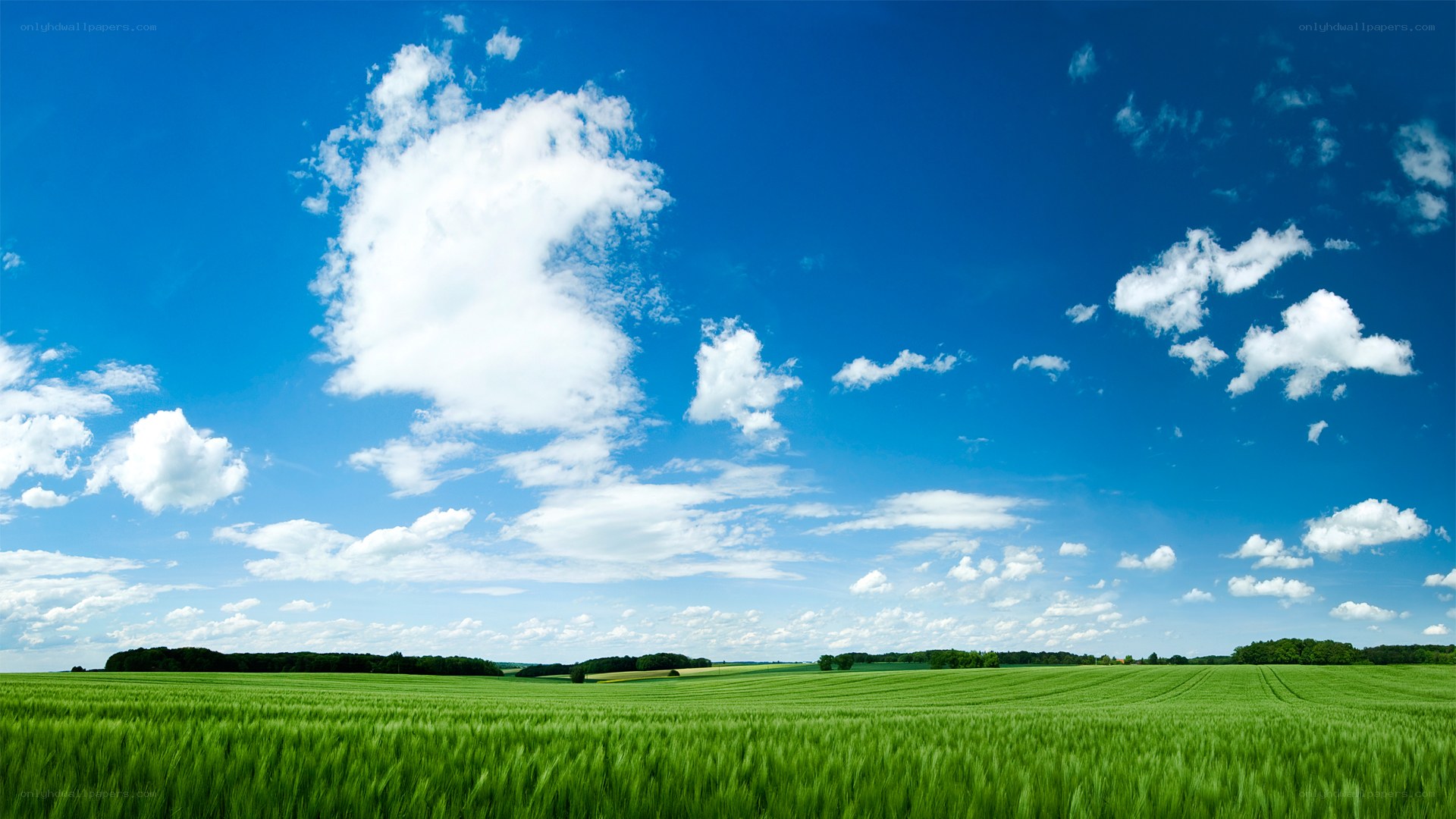 Green field under blue sky