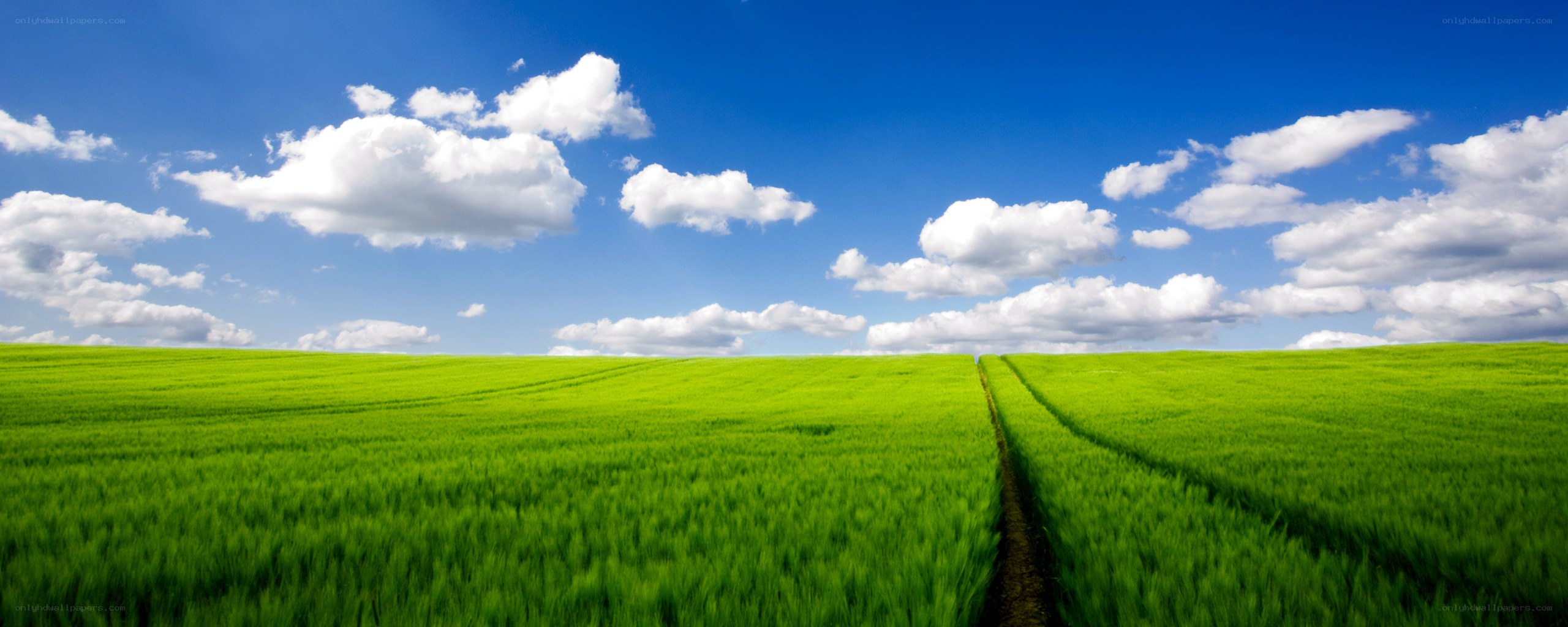 Green field under blue sky