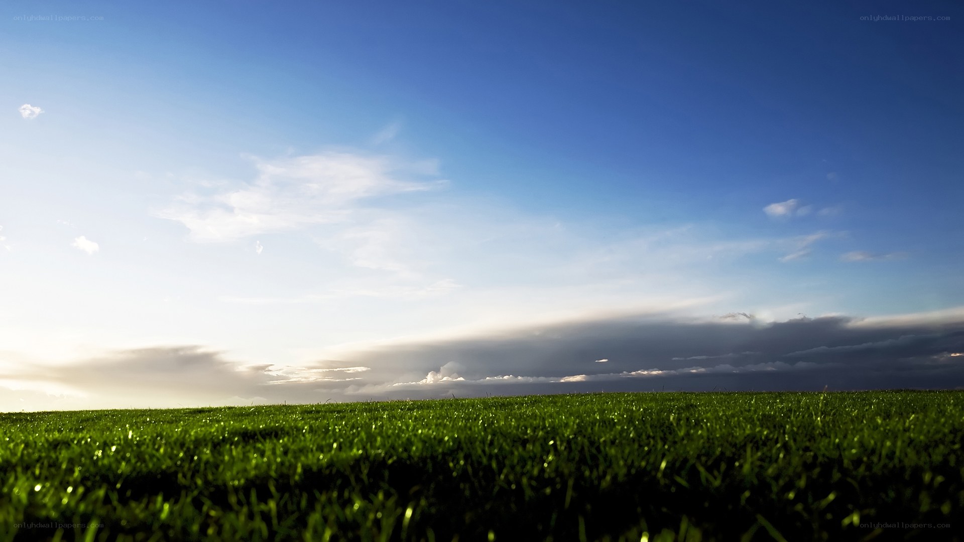 Green field under blue sky