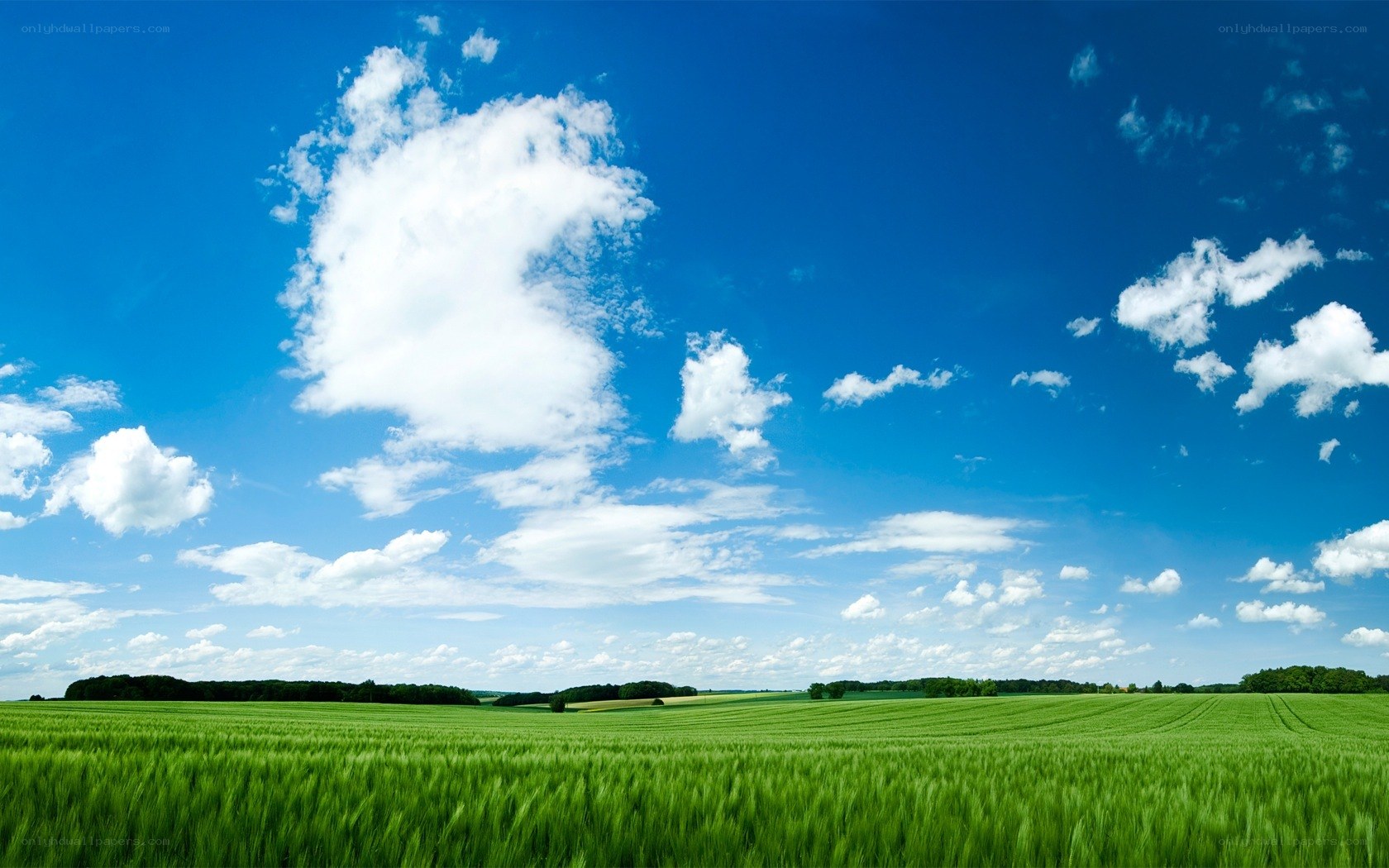 Green field under blue sky