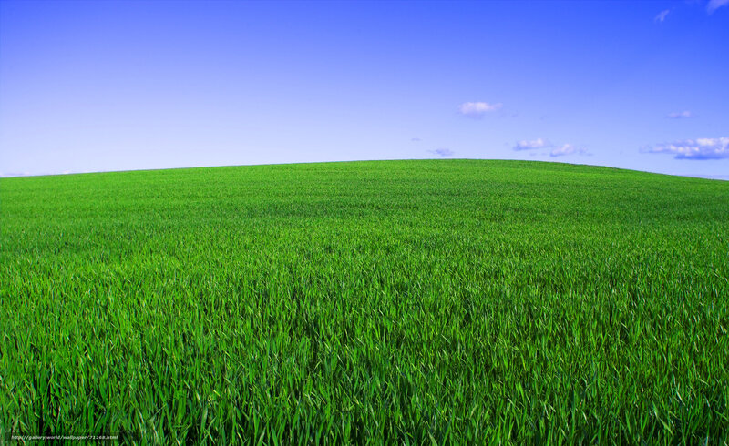 Green field under blue sky