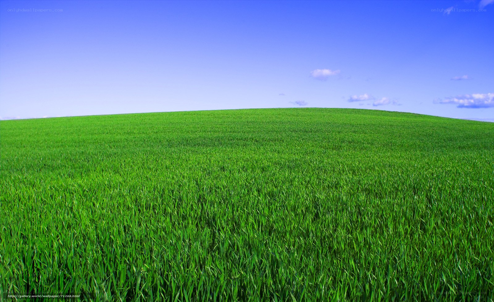 Green field under blue sky
