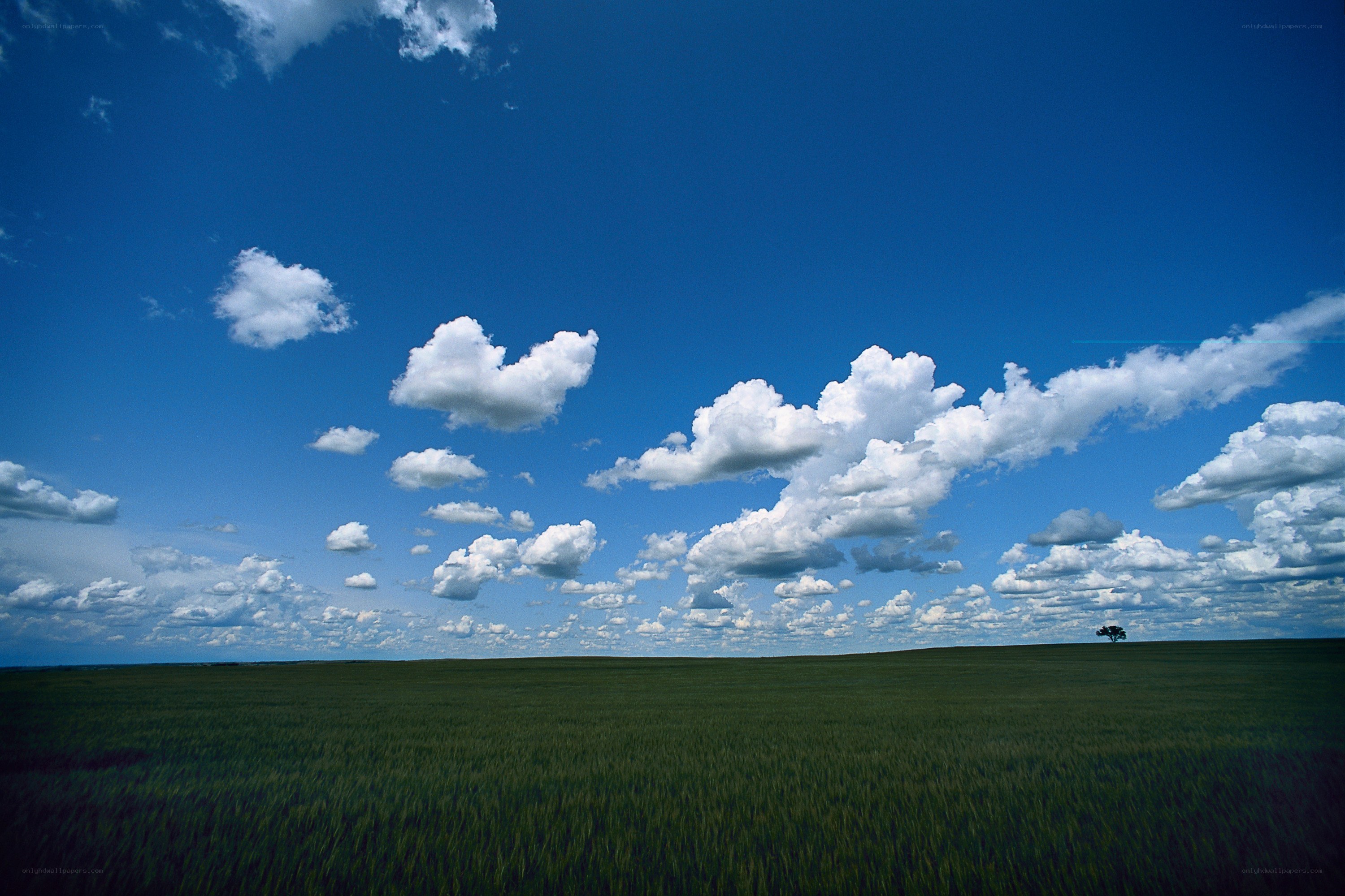 Green field under blue sky