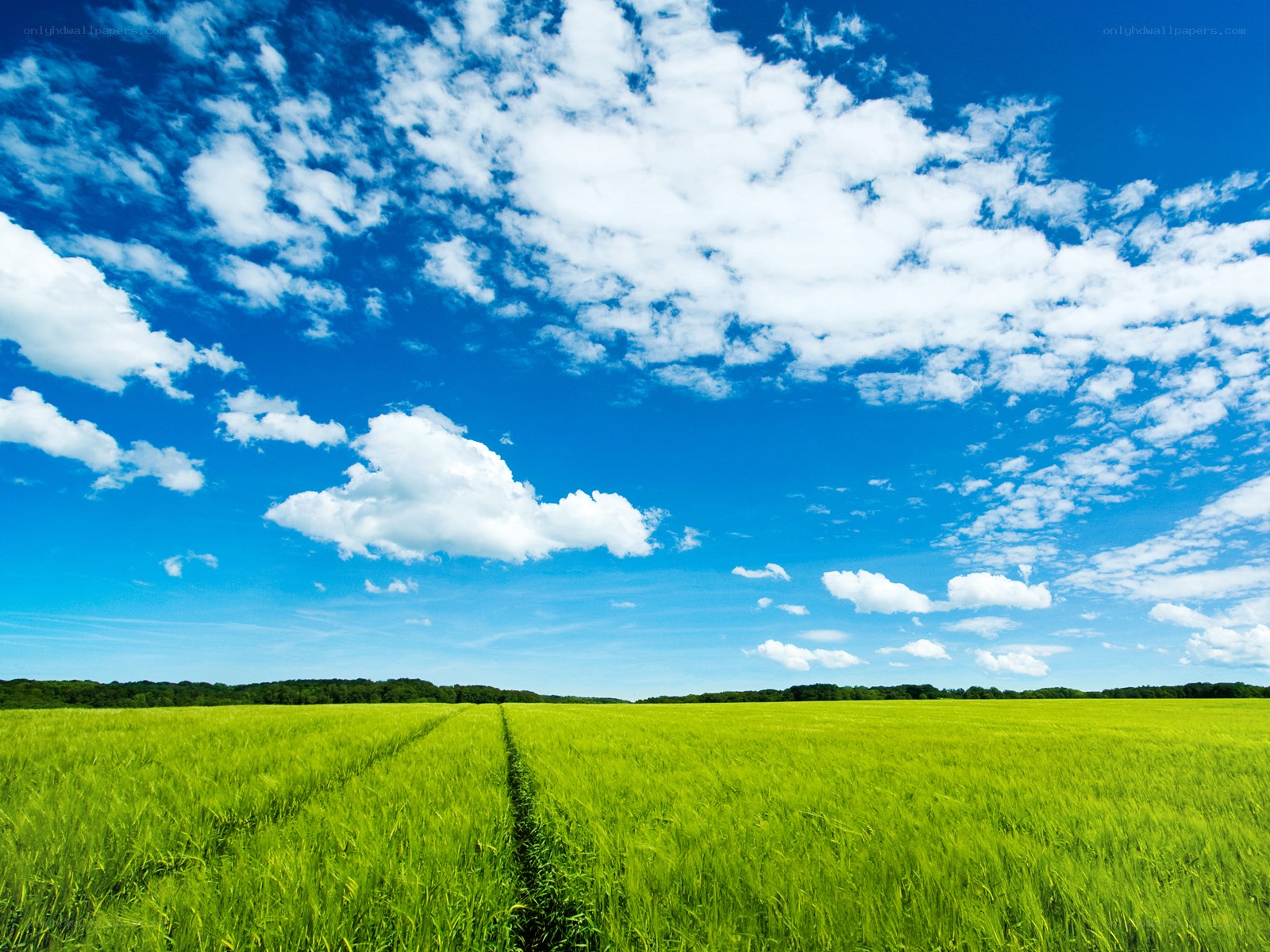 Green field under blue sky
