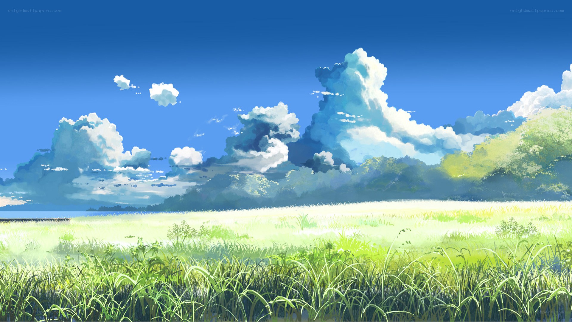 Green field under blue sky
